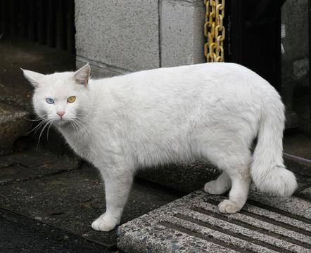 双色眼珠