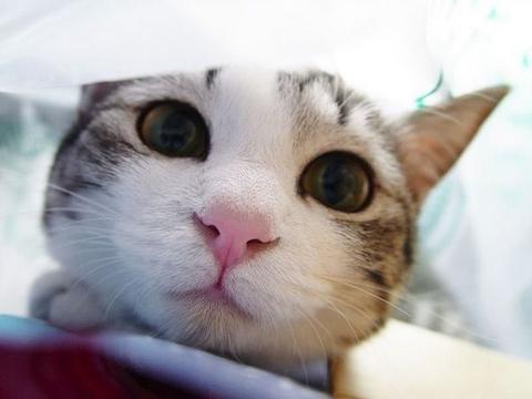 圆圆脑袋