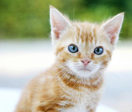 小猫咪