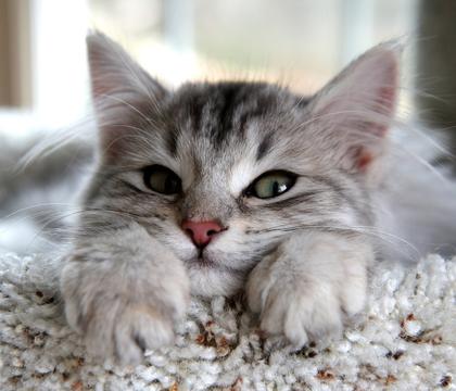 无聊的猫