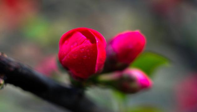 美艳的海棠花花苞