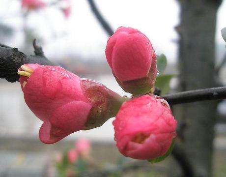 花苞海棠