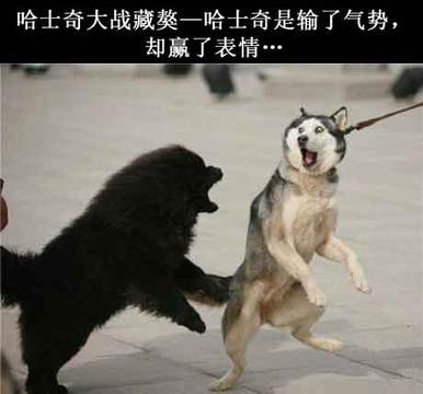 赢了表情