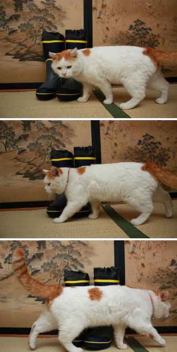 守护鞋子
