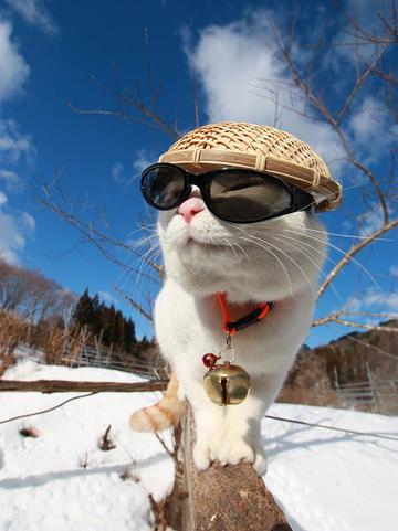 巡逻的猫叔