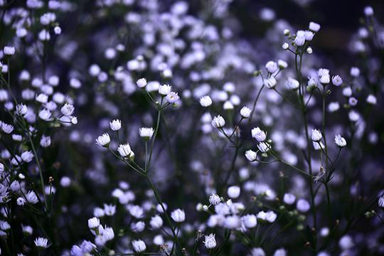 花间梦