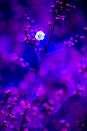 梅花的妖娆