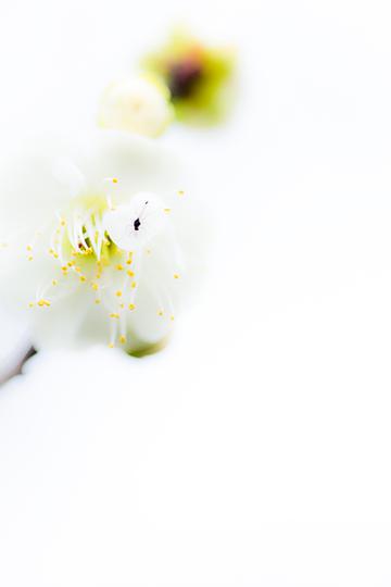绽放的白梅花