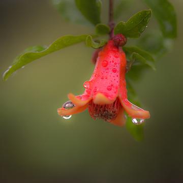 在雨中盛开的花儿