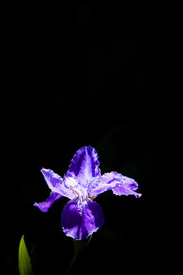 阳光下的鸢尾花
