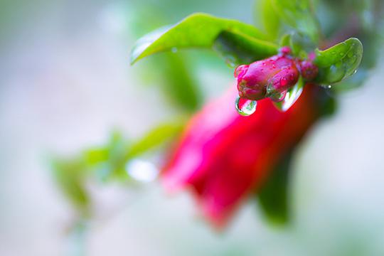 石榴花开