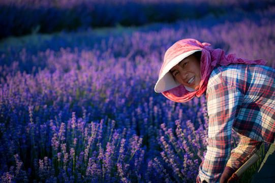 熏衣花开