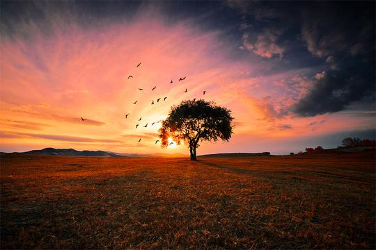 树的记忆