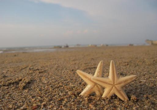 海星