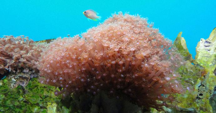珊瑚礁