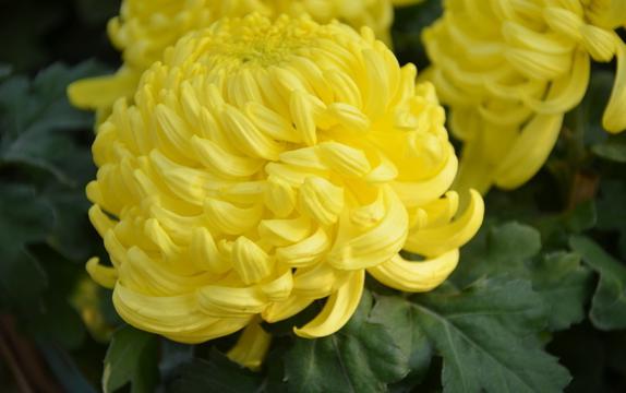 菊冠