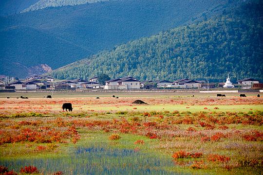 天堂边的藏村