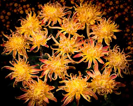 菊花组合