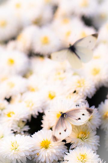 白色小菊花