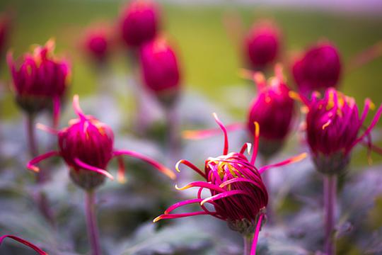 菊花靓