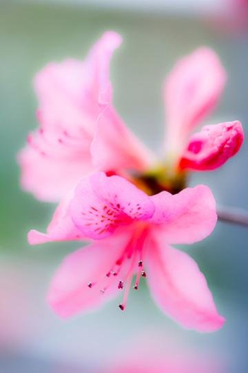 娇媚的花儿