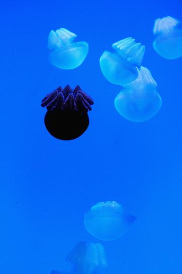 梦幻水母