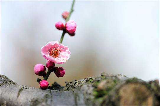 风骨