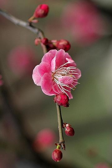 寒梅著花未?