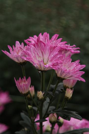 菊花美