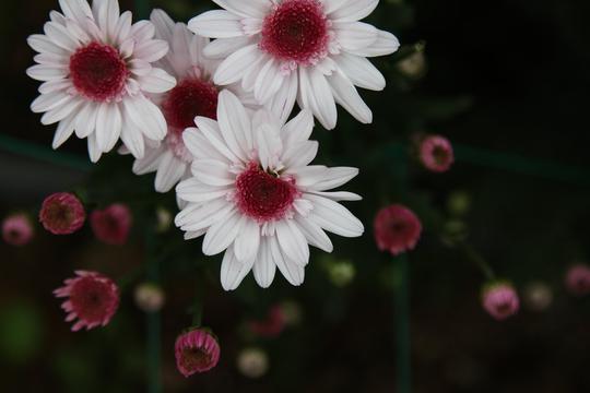 菊之雅