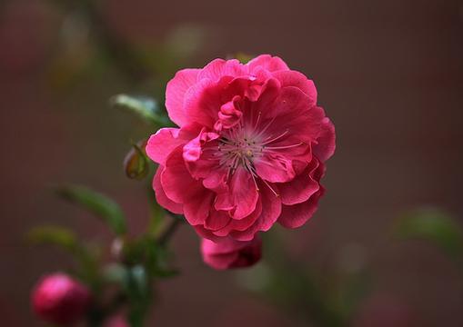 枝头小花