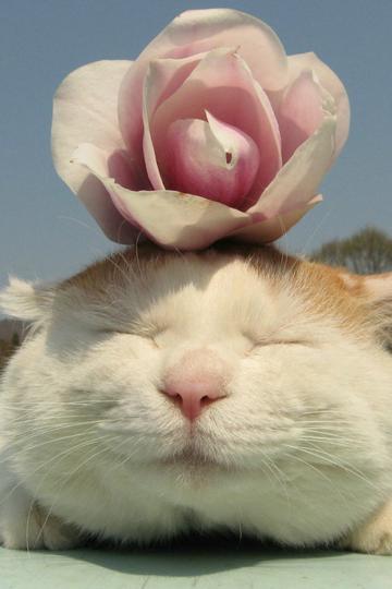 花儿下的猫叔