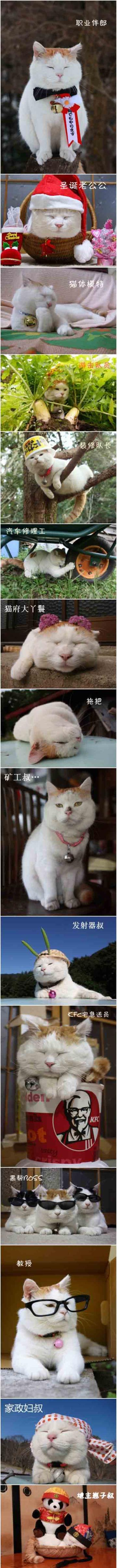 各种职业的猫叔