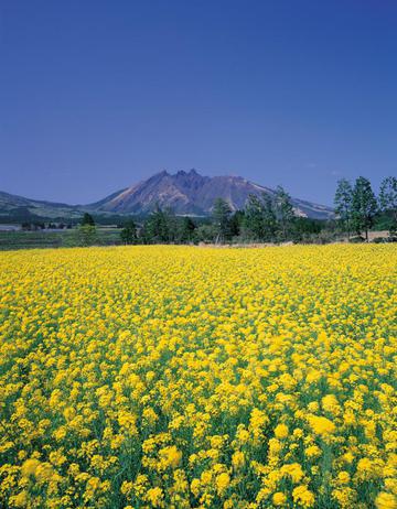 油菜花
