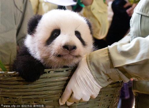 广州:熊猫宝宝满百日"卖萌"求芳名