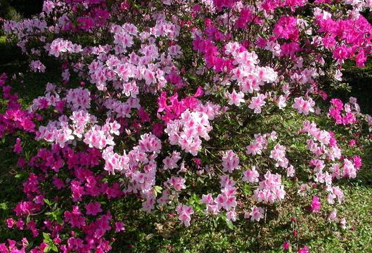 杜鹃花