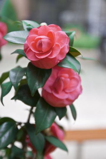 茶花物语