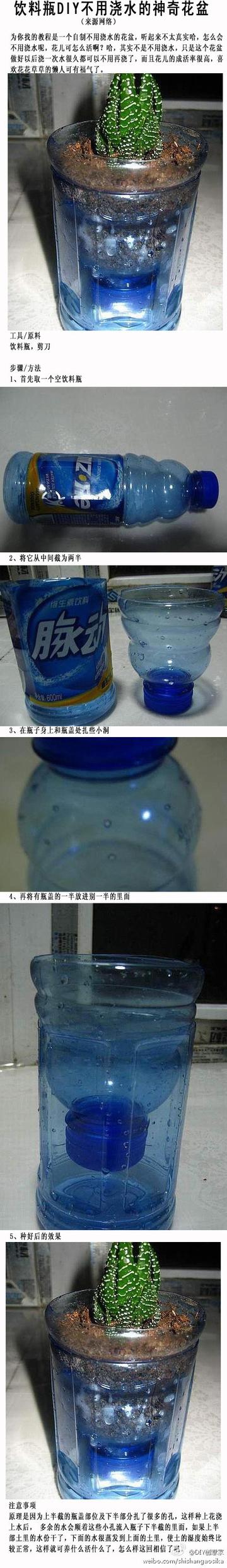 DIY不用浇水的盆栽