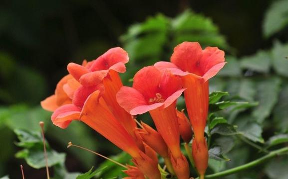 凌霄花开