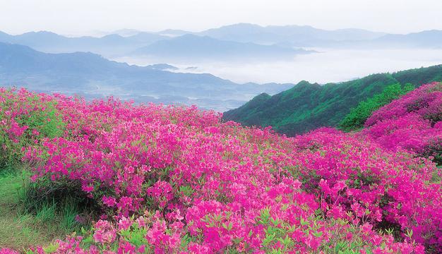 遍地开花