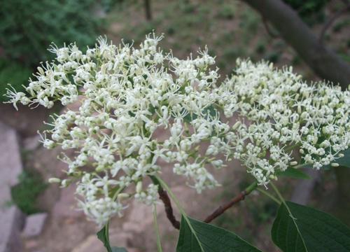 灯台树花