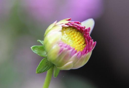 含苞待放花蕾
