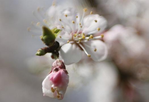 白色杏花