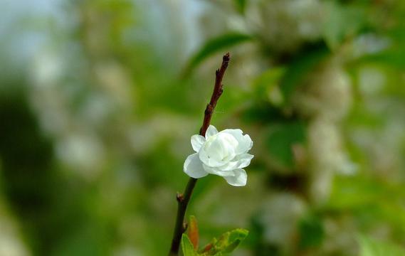 小白花