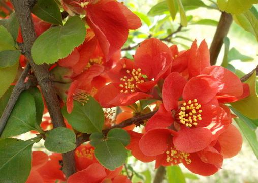 虎刺花