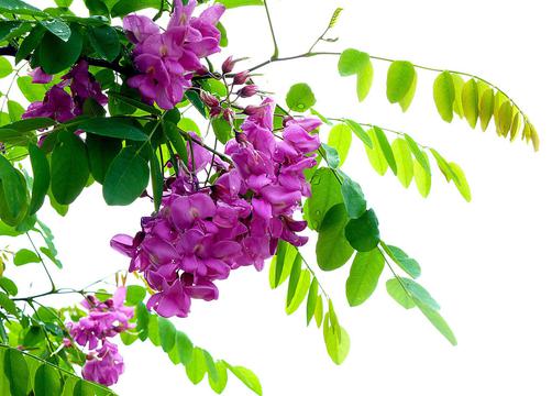 槐树花