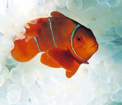 金柏湾小丑鱼
