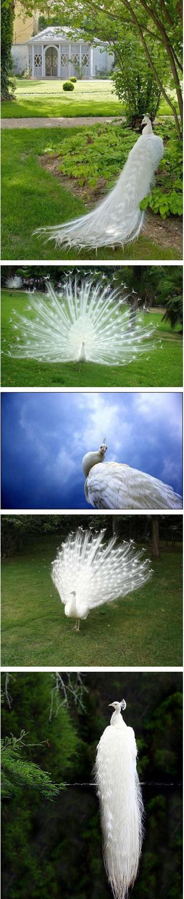 白孔雀