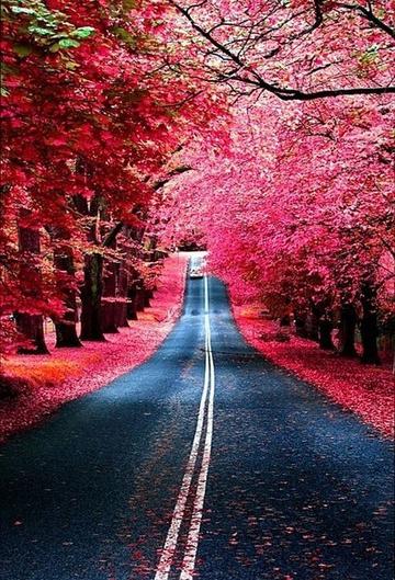 唯美的公路