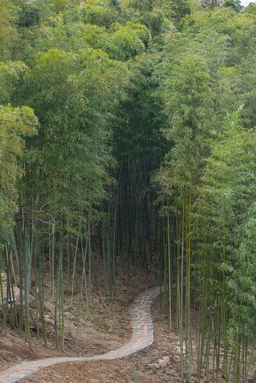 小径通幽